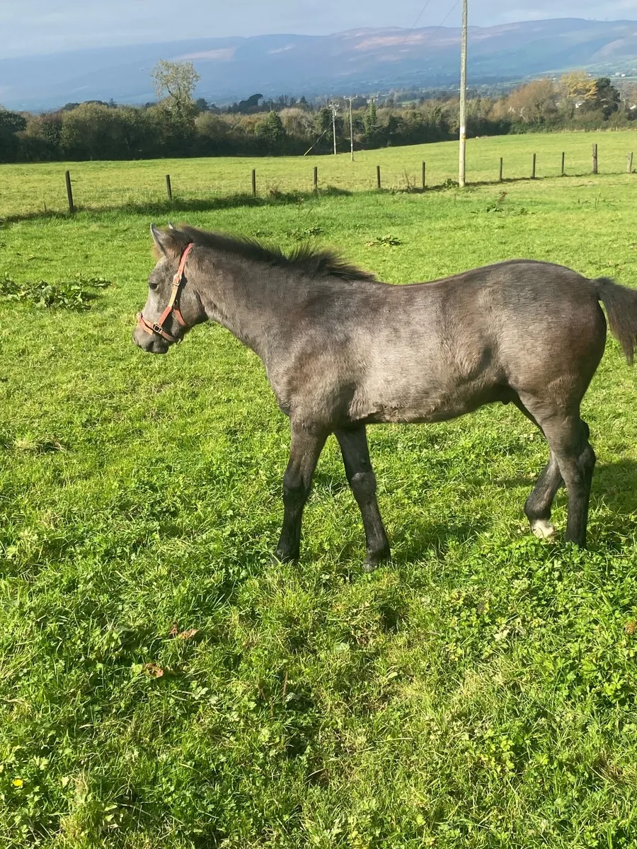 Colt Foal - Image 1