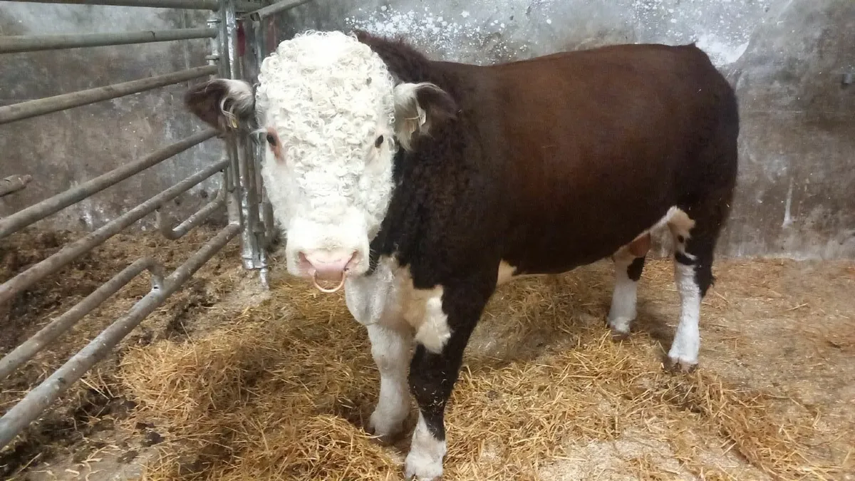 5 Star Purebred Hereford Bull - Image 1