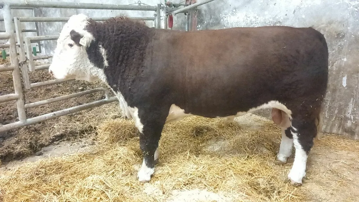 5 Star Purebred Hereford Bull - Image 2