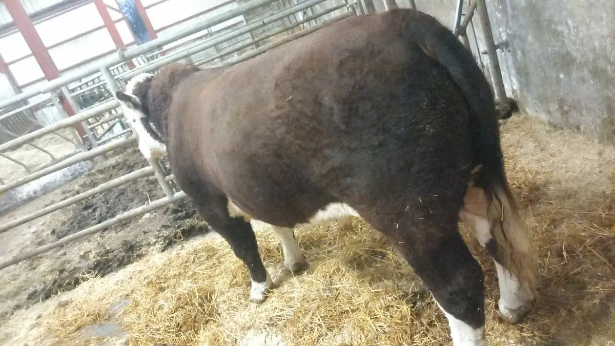 5 Star Purebred Hereford Bull - Image 3