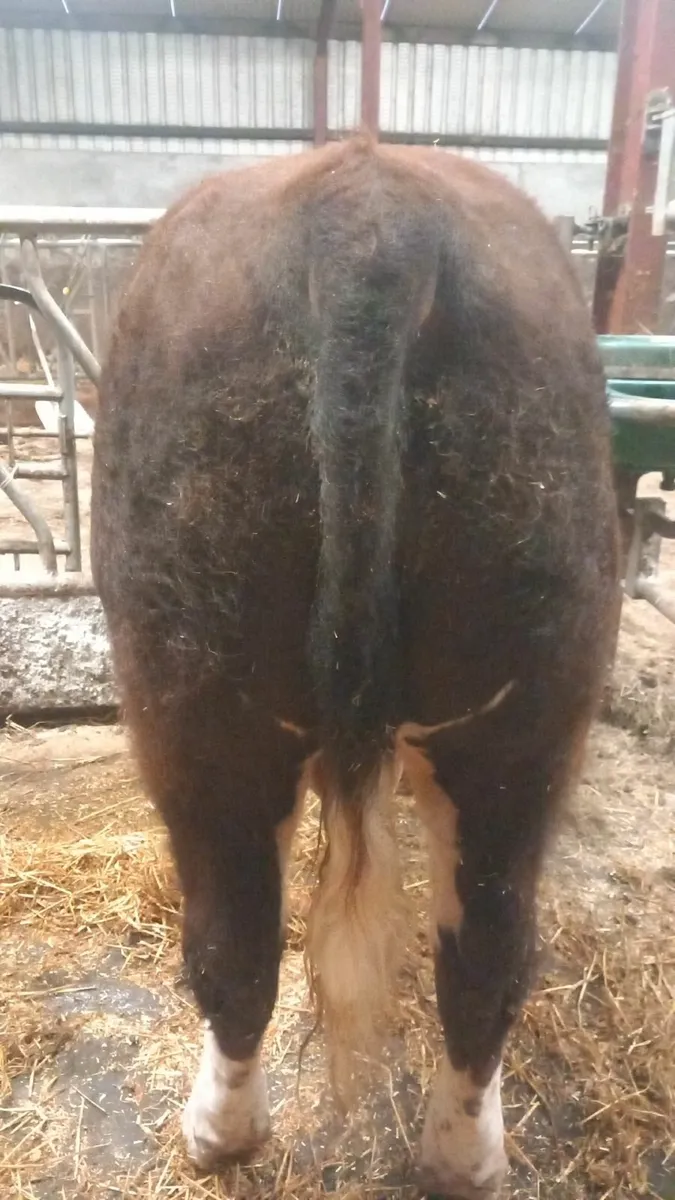 5 Star Purebred Hereford Bull - Image 4