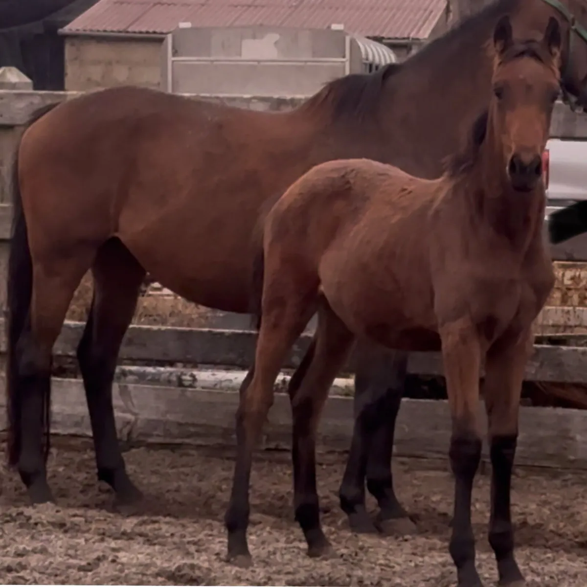 Sj/eventing foal green ish book - Image 1