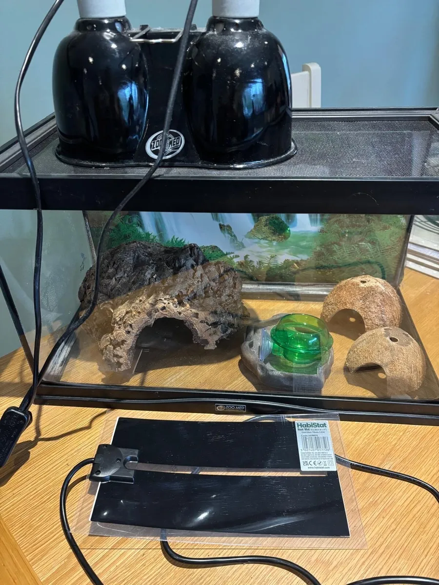 Reptile terrarium - Image 1