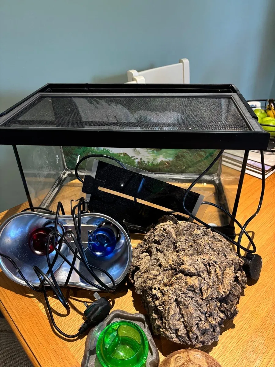 Reptile terrarium - Image 2
