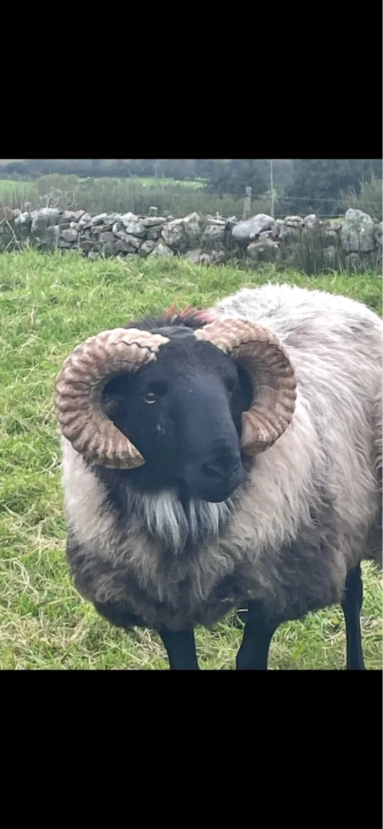 Black face mountain hog rams for sale - Image 1