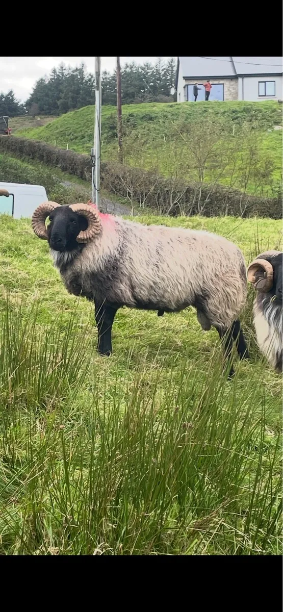Black face mountain hog rams for sale - Image 2