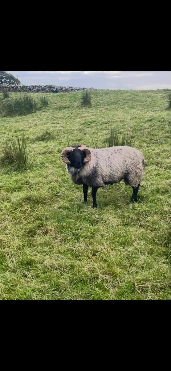Black face mountain hog rams for sale - Image 3