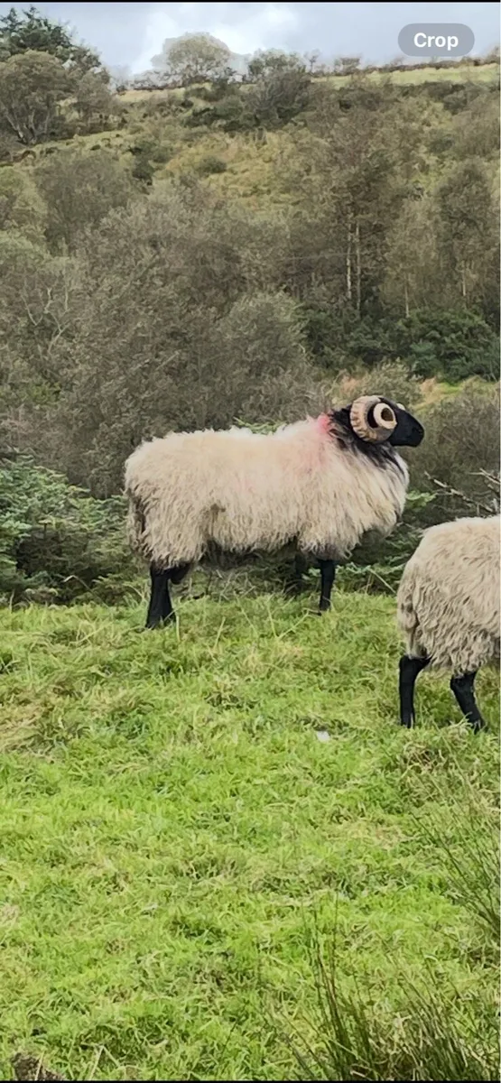 Black face mountain hog rams for sale - Image 4
