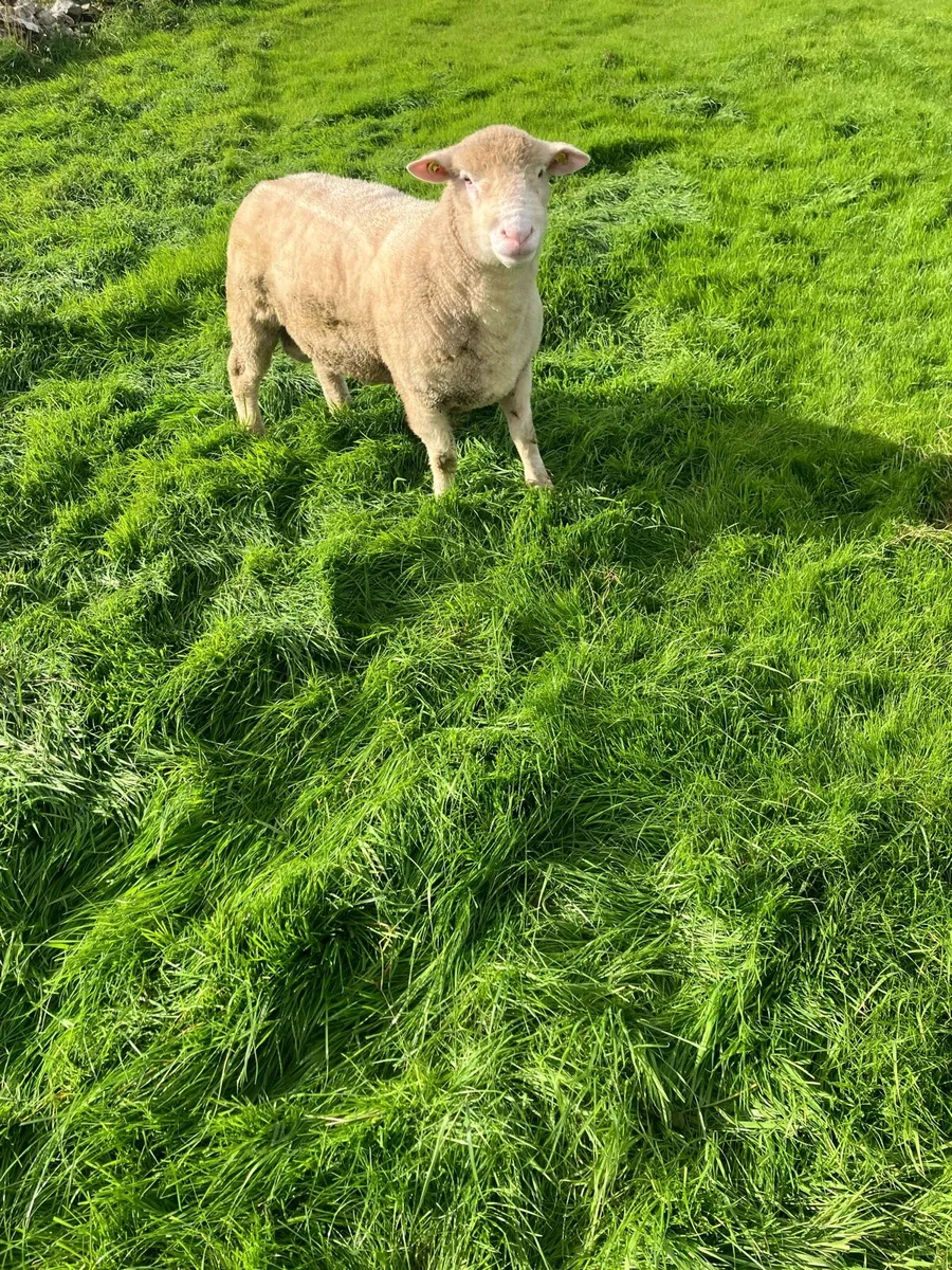 Dorset Hogget - Image 2