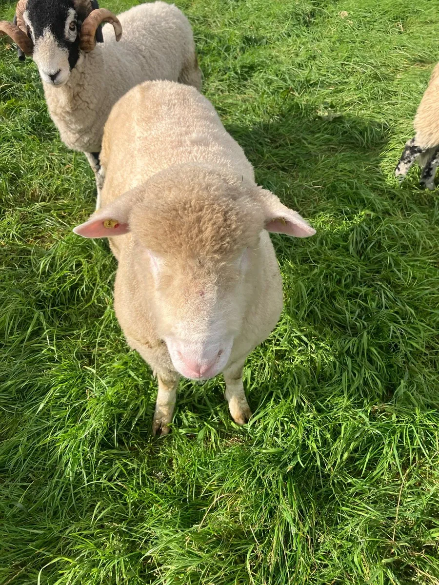 Dorset Hogget - Image 1
