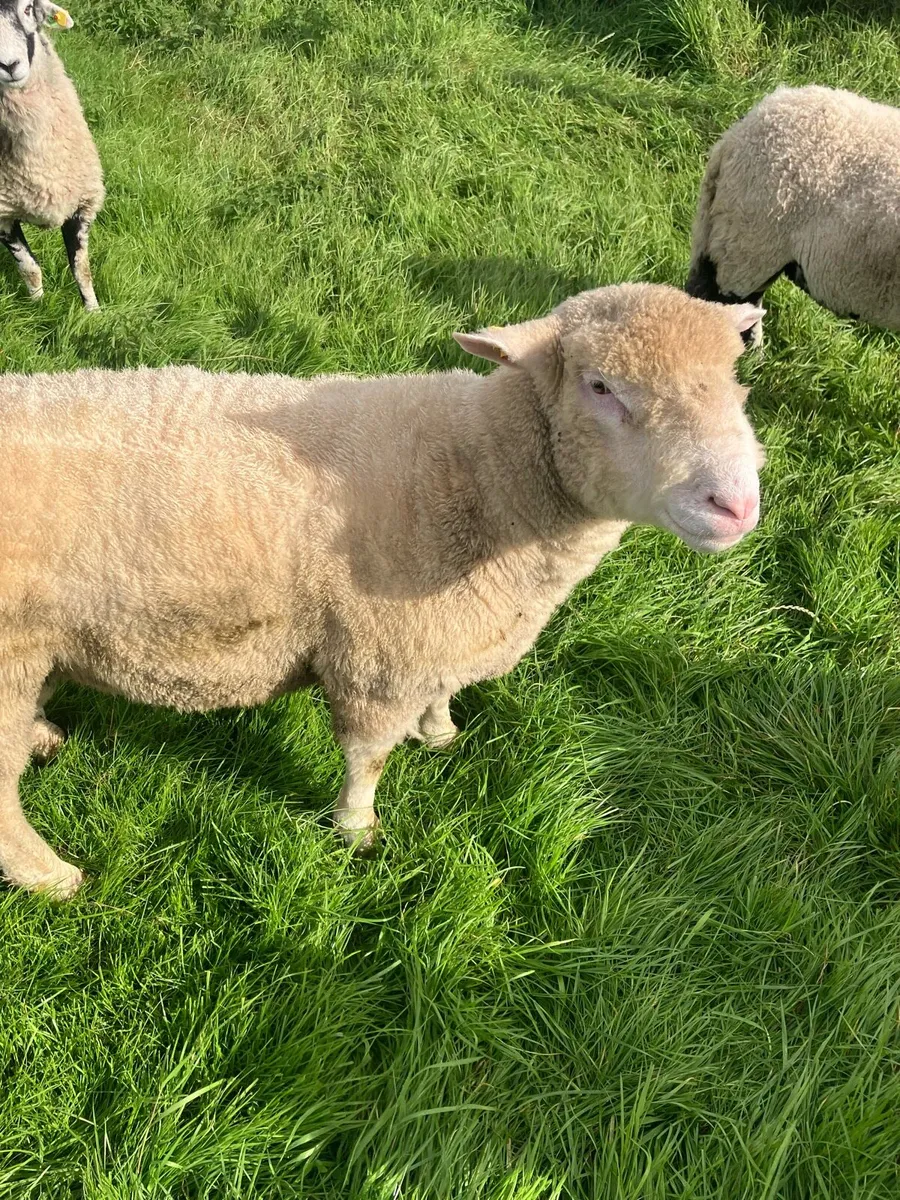 Dorset Hogget - Image 4