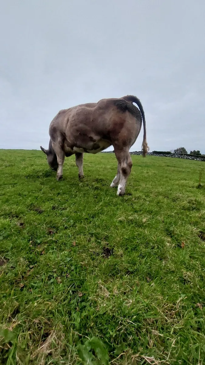 Charlaios/BBX Heifer - Image 2