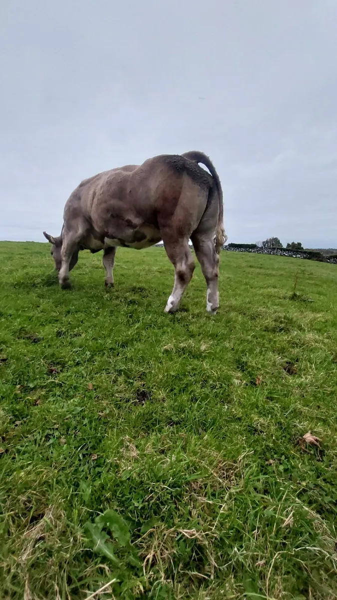 Charlaios/BBX Heifer - Image 3
