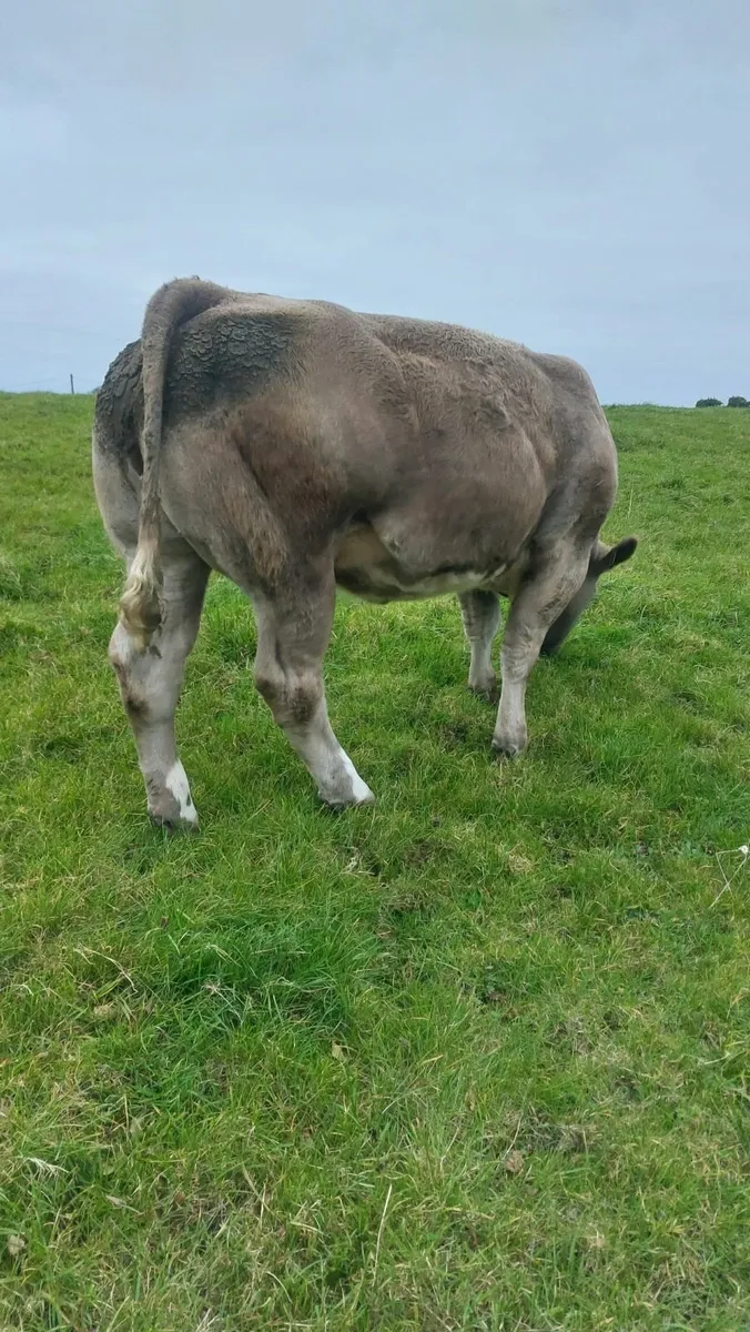 Charlaios/BBX Heifer - Image 1