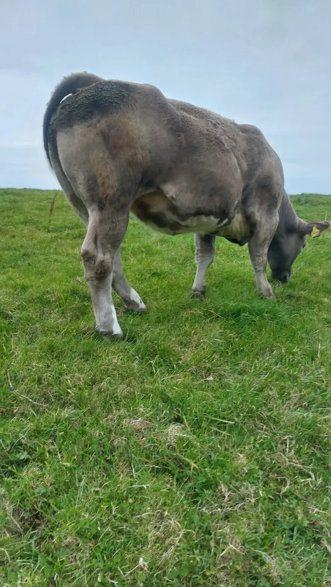 Charlaios/BBX Heifer - Image 4