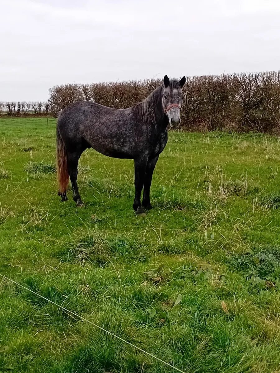 3 year old Connemara  Gelding - Image 1