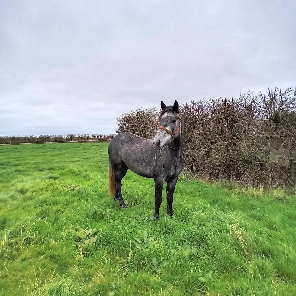3 year old Connemara  Gelding - Image 2