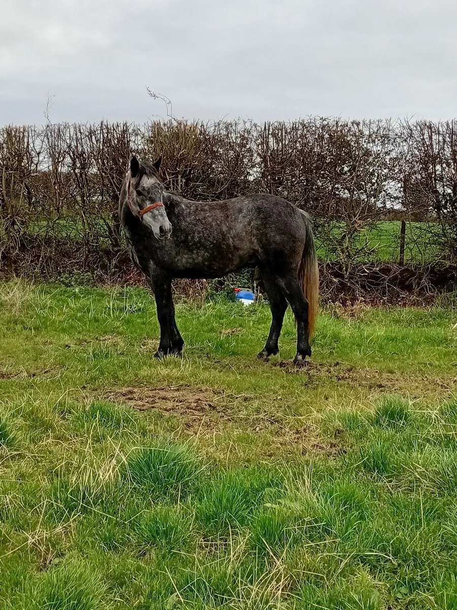 3 year old Connemara  Gelding - Image 3