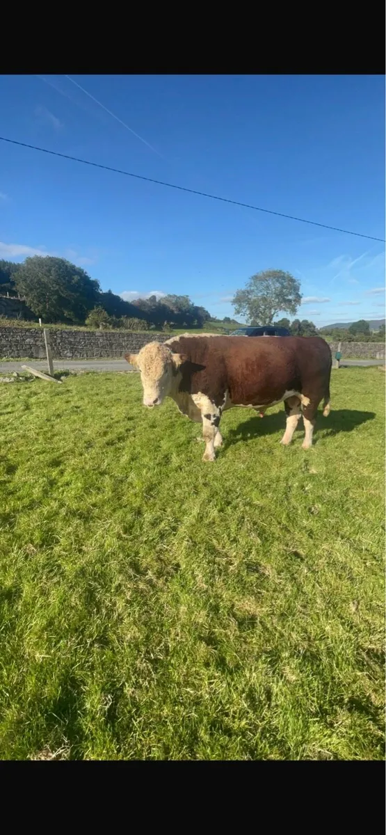 Super 5 star 3YO Hereford bull - Image 1