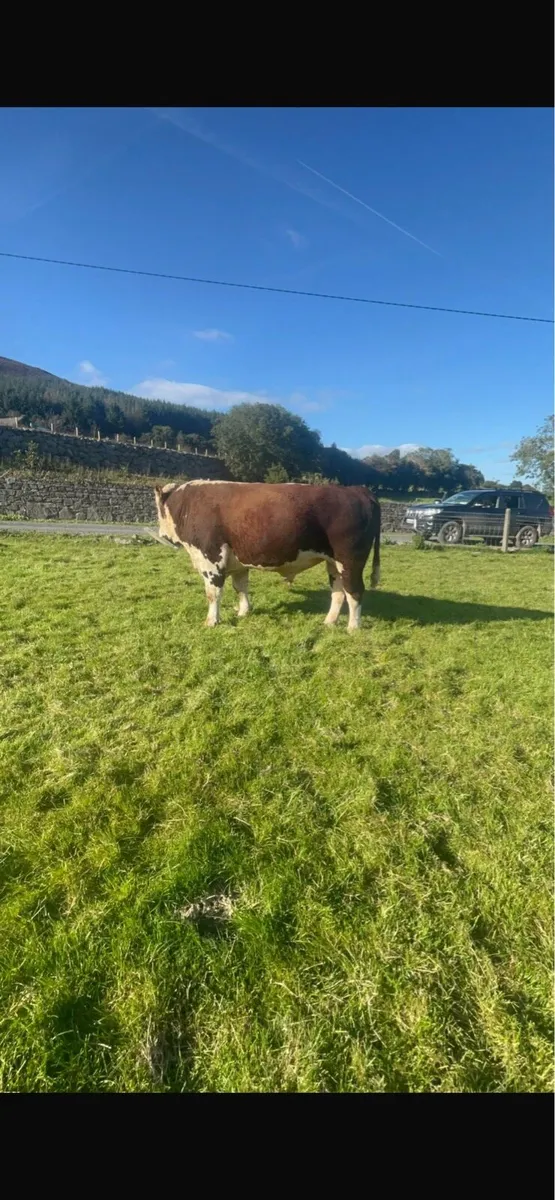 Super 5 star 3YO Hereford bull - Image 2