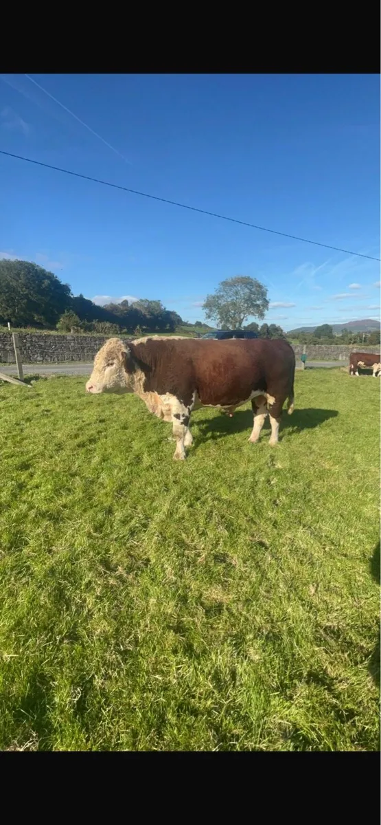 Super 5 star 3YO Hereford bull - Image 4