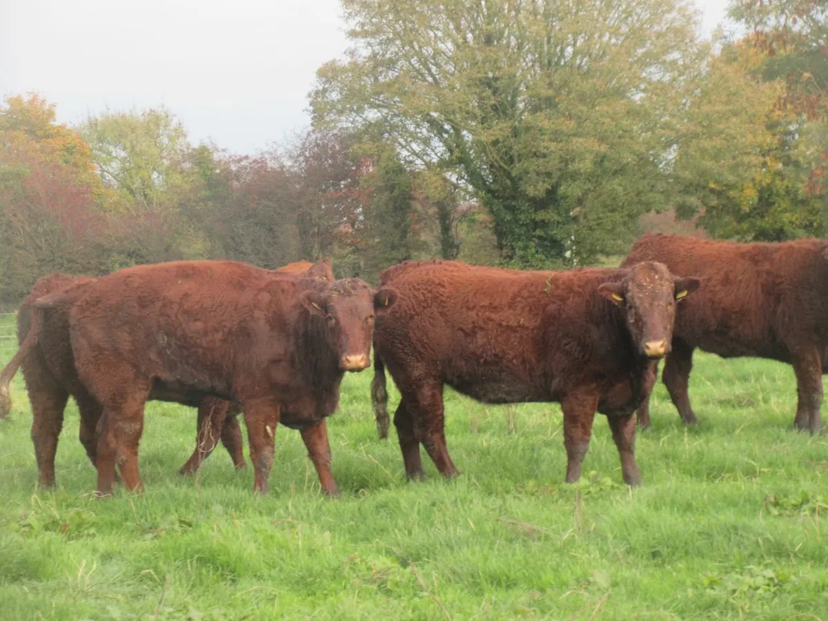 5 saler  suitable for breeding 5 star heifers - Image 1