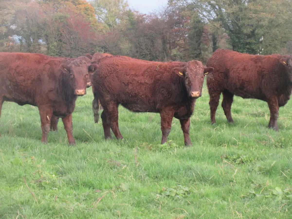 5 saler  suitable for breeding 5 star heifers - Image 3