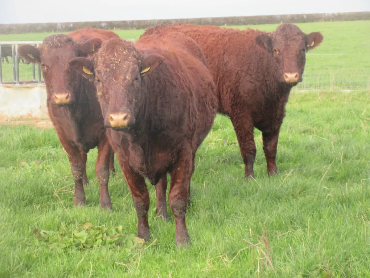 5 saler  suitable for breeding 5 star heifers - Image 4