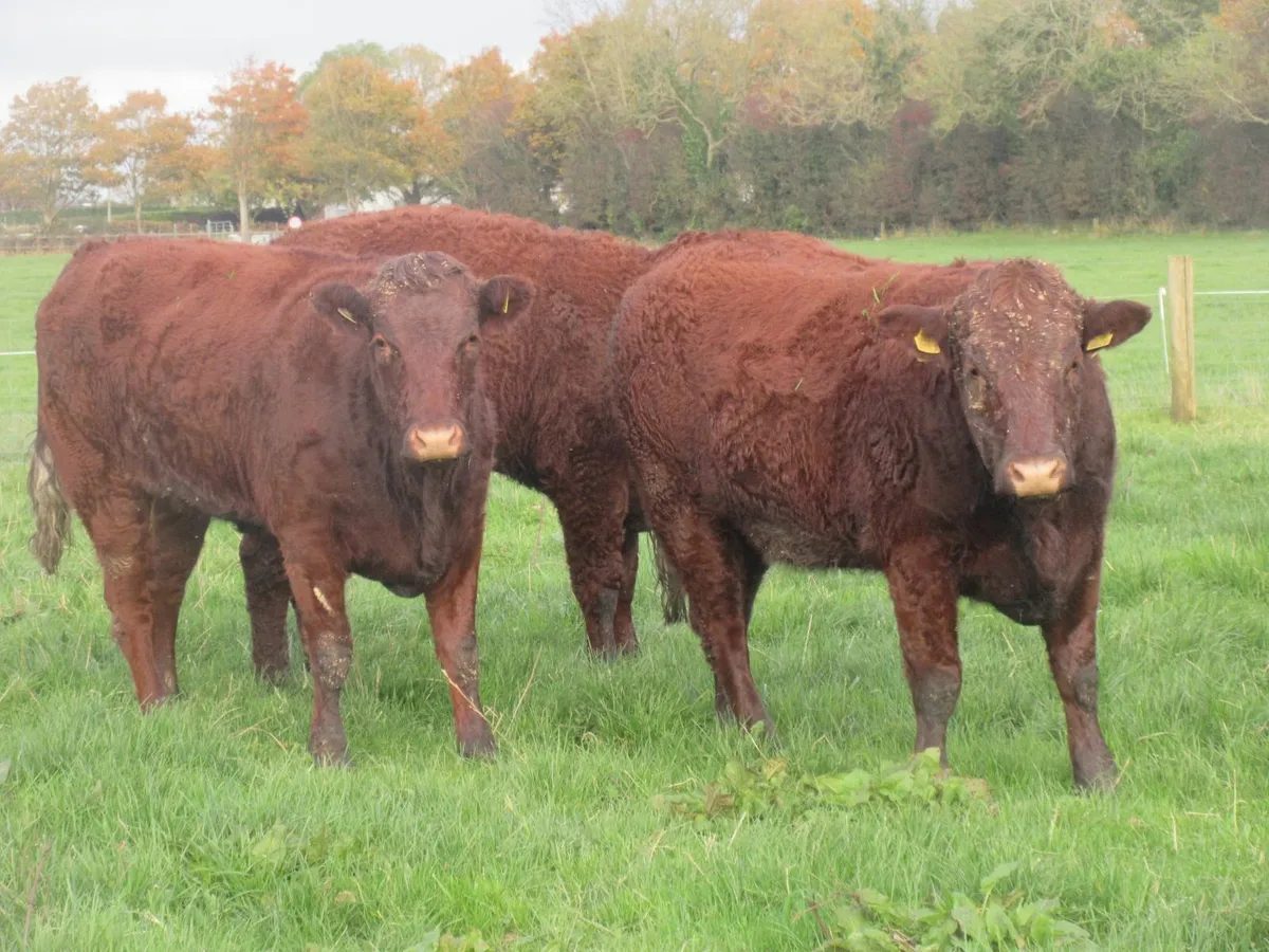 5 saler  suitable for breeding 5 star heifers - Image 2
