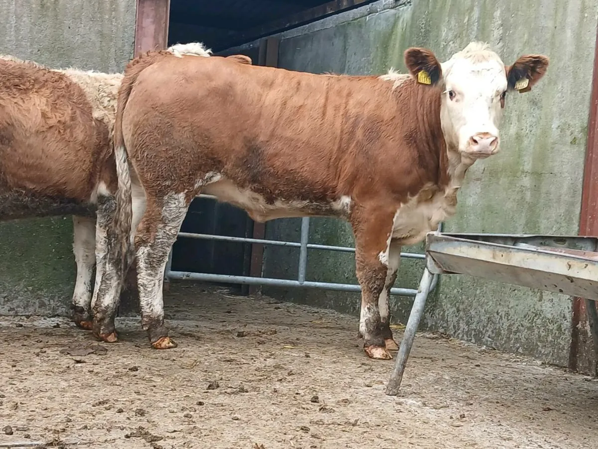 🌟 Super Simmental Heifers 🌟 - Image 1