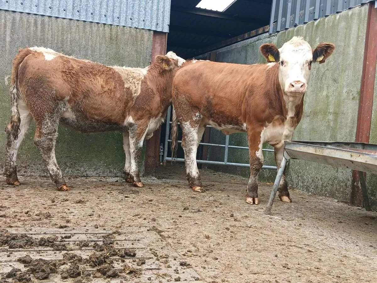 🌟 Super Simmental Heifers 🌟 - Image 2