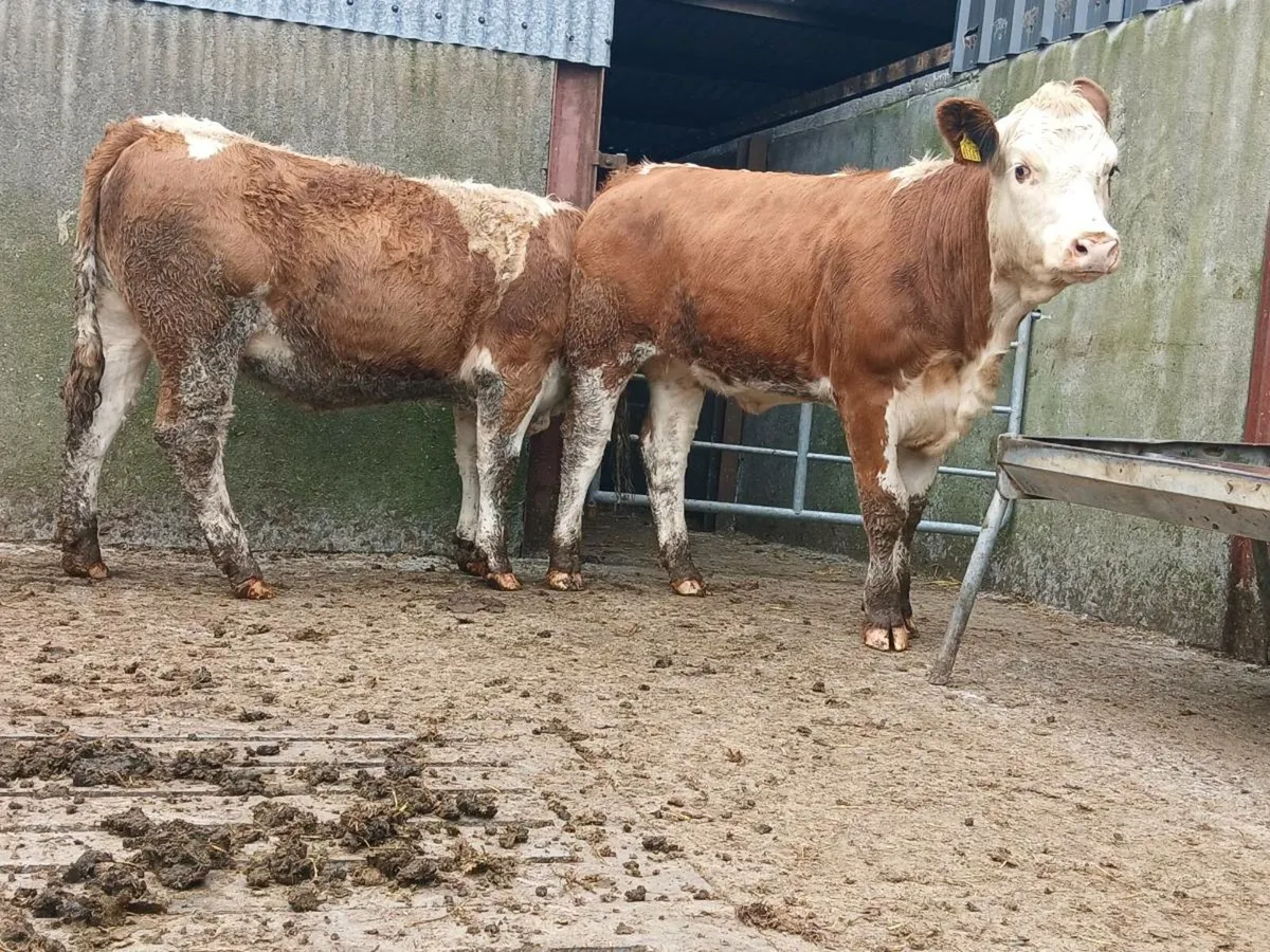 🌟 Super Simmental Heifers 🌟 - Image 3