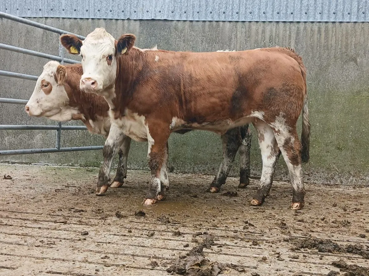 🌟 Super Simmental Heifers 🌟 - Image 4