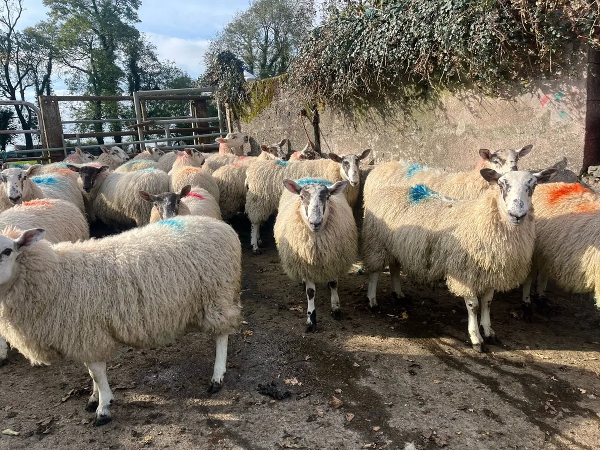 Mule Ewe Lambs - Image 1
