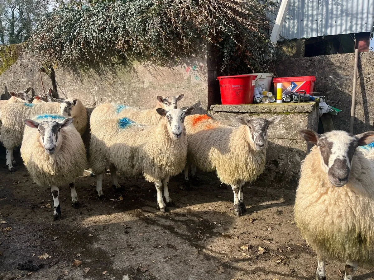 Mule Ewe Lambs - Image 2