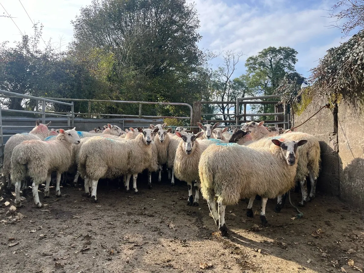 Mule Ewe Lambs - Image 3