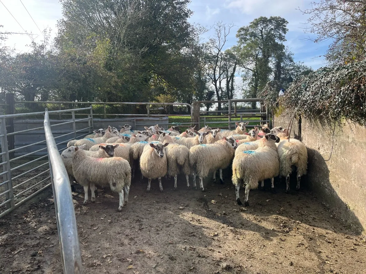 Mule Ewe Lambs - Image 4