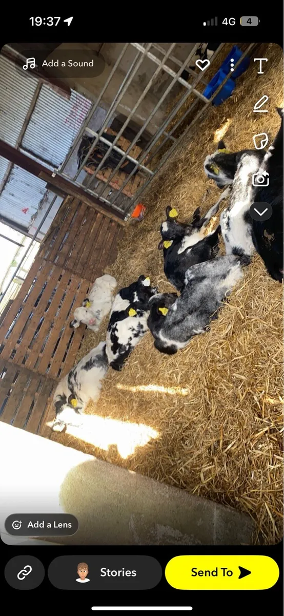 WANTED WANTED CALVES - Image 1