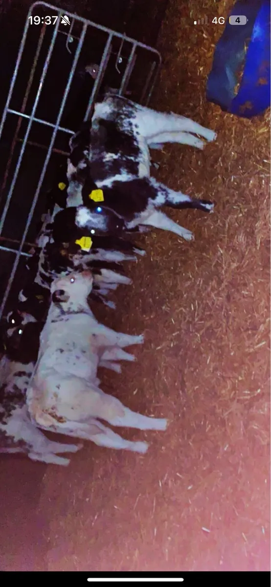 WANTED WANTED CALVES - Image 2