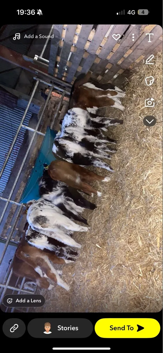 WANTED WANTED CALVES - Image 3