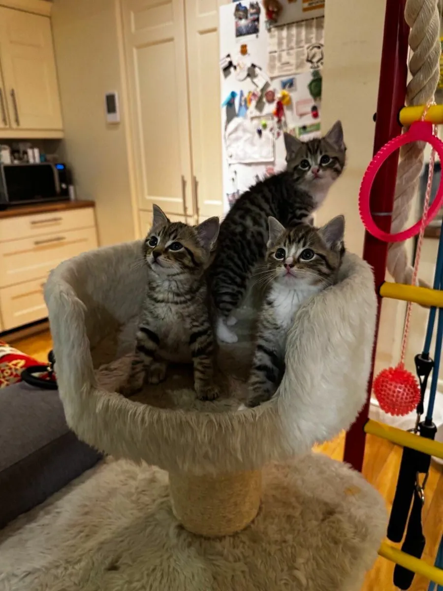 Beautiful and  very playful kittens - Image 1