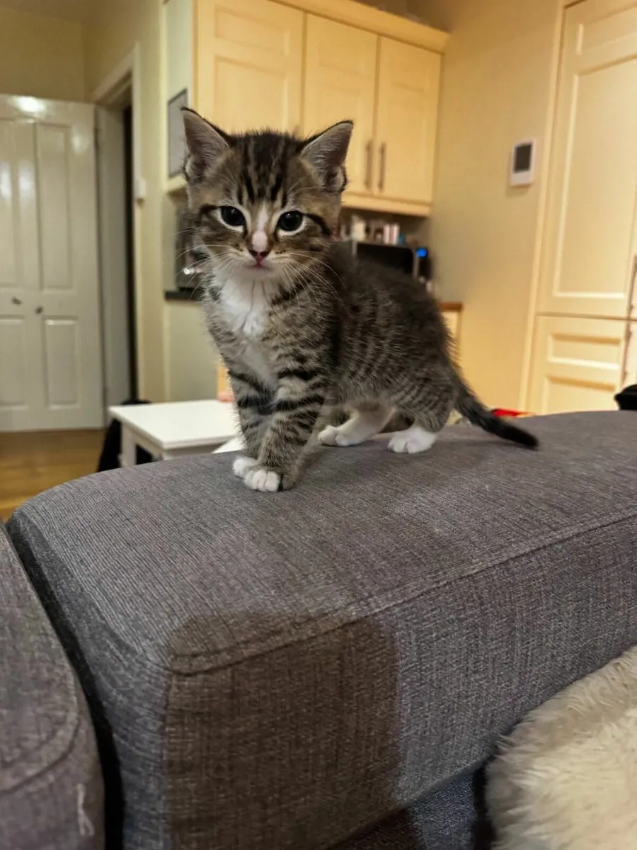 Beautiful and  very playful kittens - Image 4