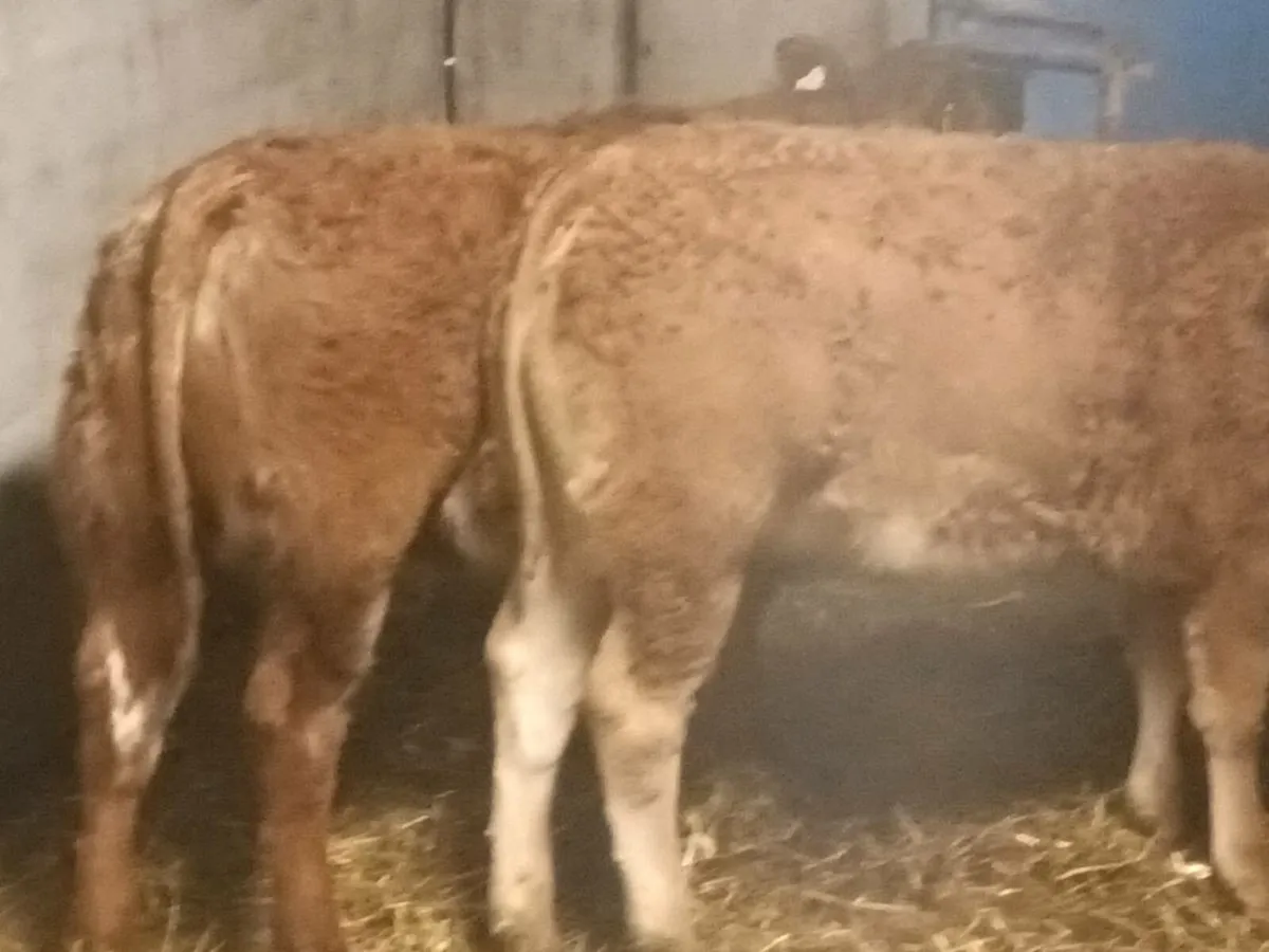 3 smashing  U and R grade LMX  Heifer's for sale - Image 1