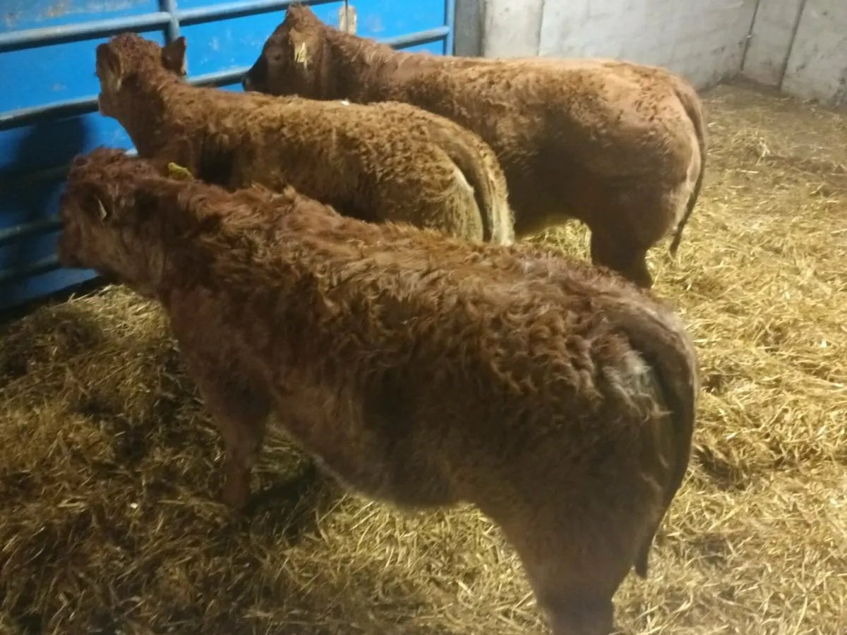 3 smashing  U and R grade LMX  Heifer's for sale - Image 2