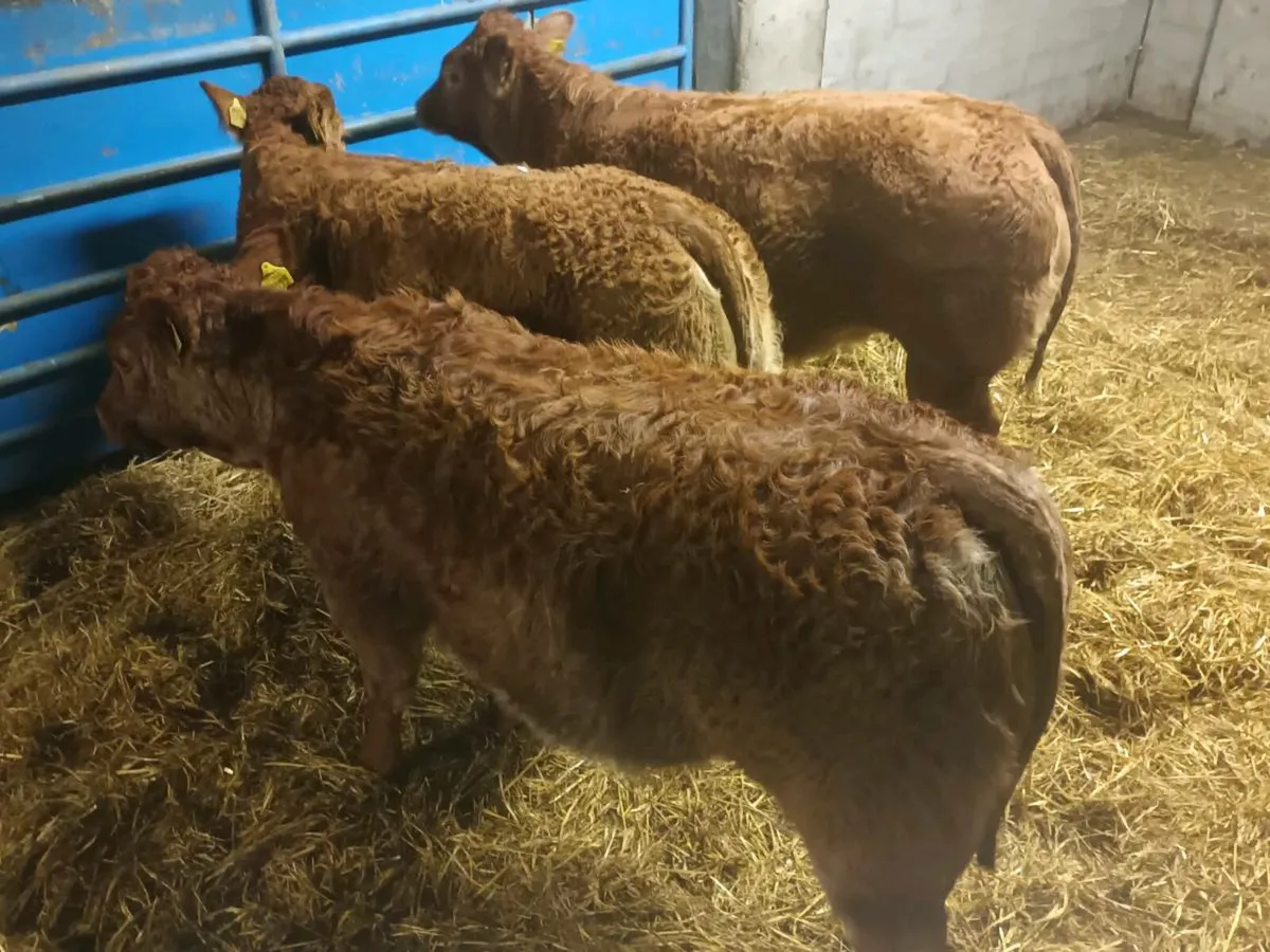 3 smashing  U and R grade LMX  Heifer's for sale - Image 3