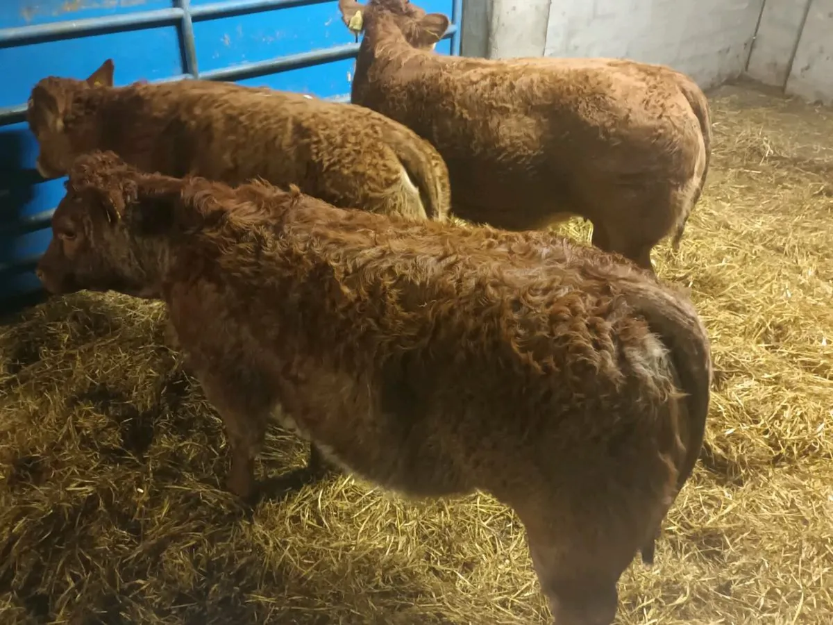 3 smashing  U and R grade LMX  Heifer's for sale - Image 4