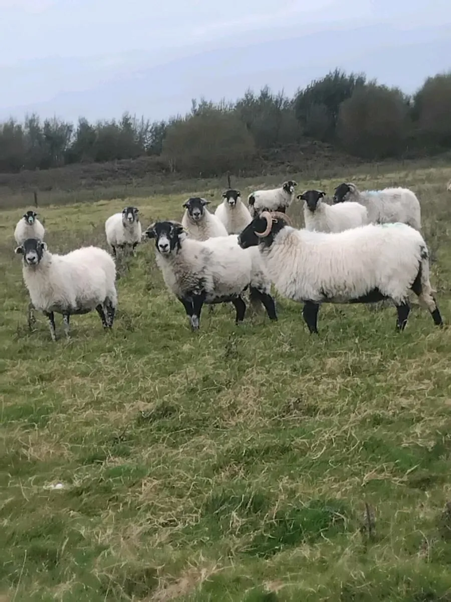Swaledale breeding ewes - Image 1