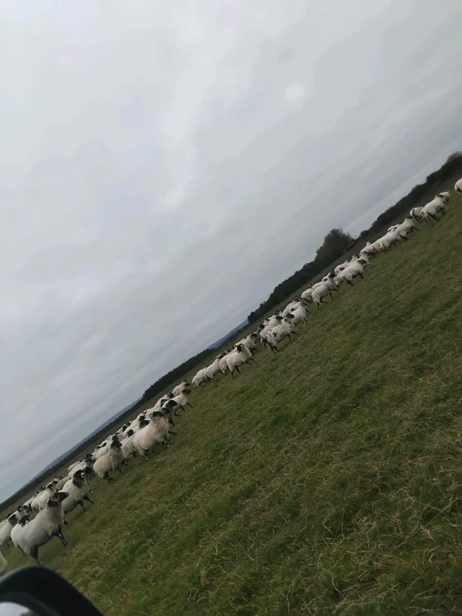 Swaledale breeding ewes - Image 2