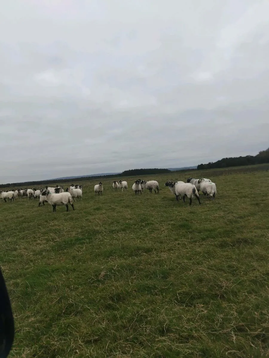 Swaledale breeding ewes - Image 3