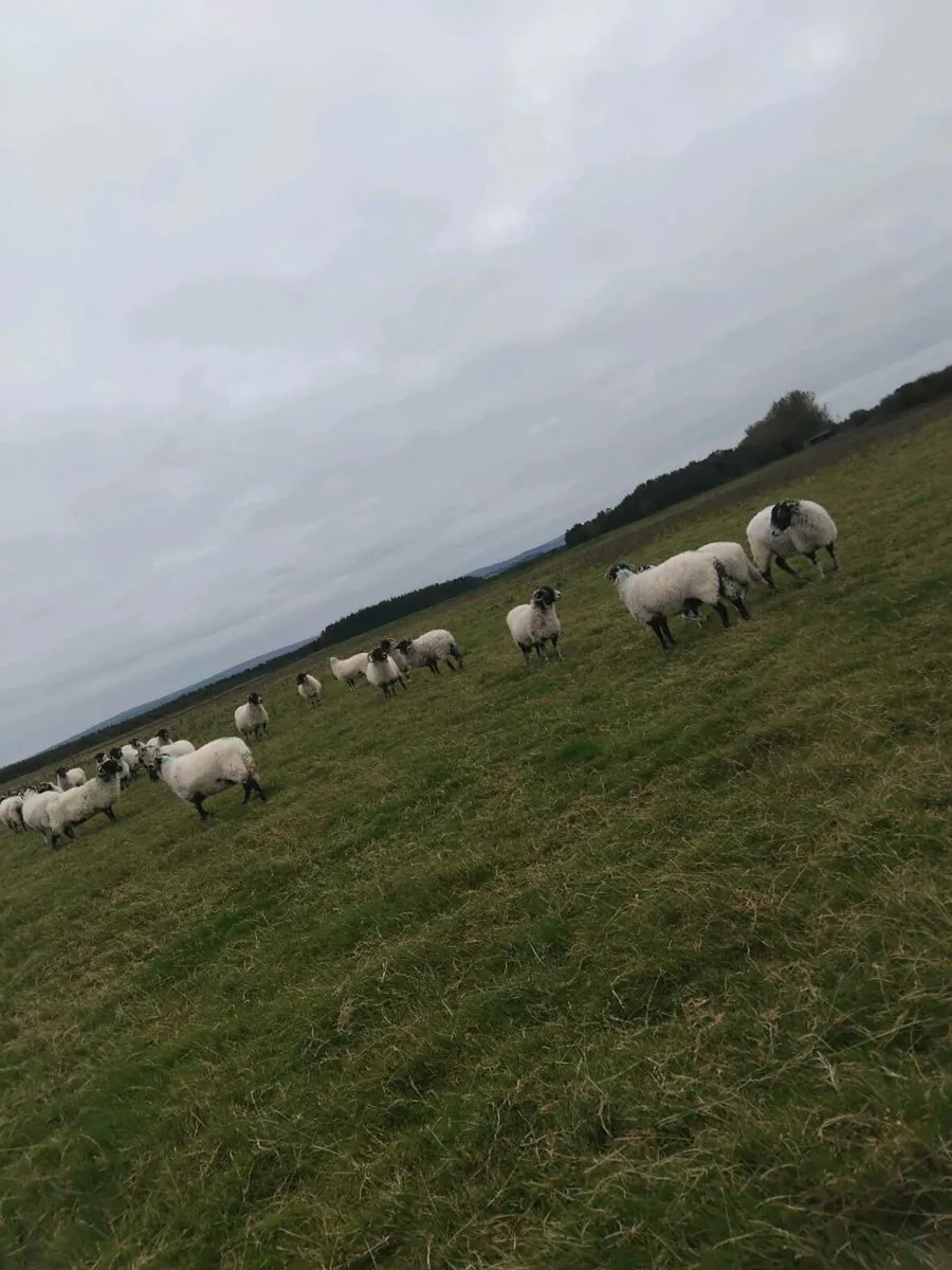 Swaledale breeding ewes - Image 4